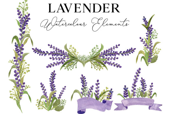 Download Lavender Flower Watercolor Illustration - Premium Bundle